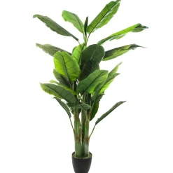 Atmosphera Bananier H.170Cm- Arbres