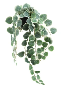 maxibazar Ceropegia Retombant Pot Plastique H.63Cm- Fleurs Et Plantes En Pot