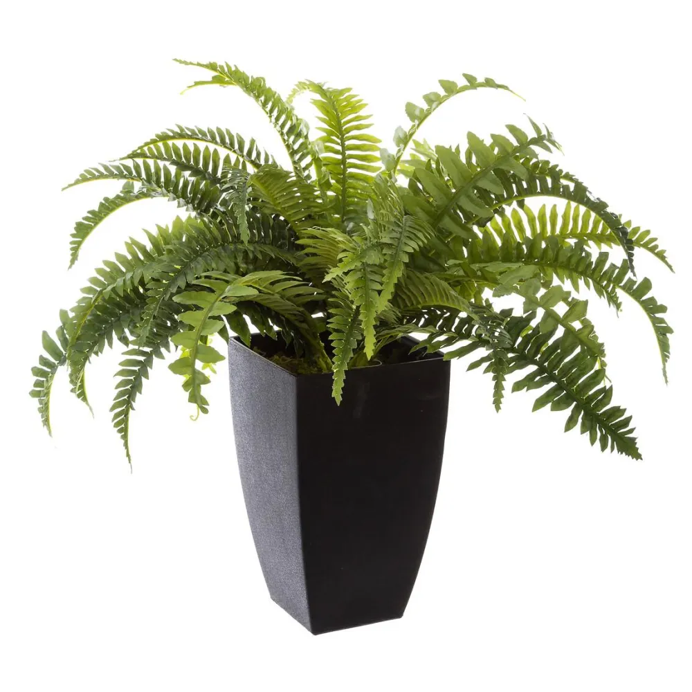 Atmosphera Fougere Pot Plastique H.55Cm- Fleurs Et Plantes En Pot