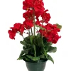 maxibazar Geraniums Pot H.37Cm- Fleurs Et Plantes En Pot