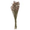 Atmosphera Graminee H.57Cm- Fleurs Et Plantes