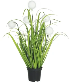 maxibazar Graminees 5 Pompons Blancs Pot H.40Cm- Fleurs Et Plantes En Pot