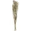 Atmosphera Gypsophile Naturel Seche H.58Cm- Fleurs Et Plantes
