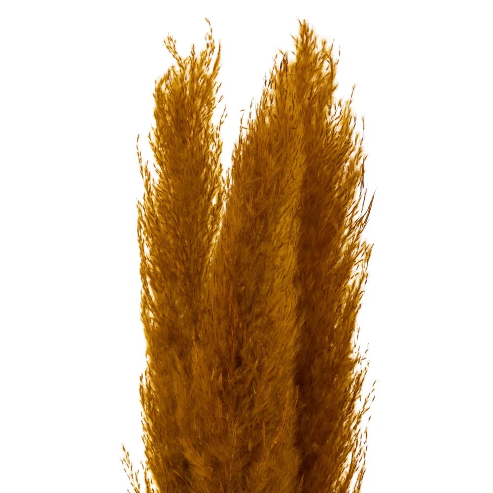 Atmosphera Pampa Naturel Ocre X3 Pieces H.110Cm- Tiges