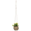 maxibazar Plante A Suspendre Naturel Zoe H.17Cm En Box- Compositions Florales