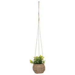 maxibazar Plante A Suspendre Naturel Zoe H.17Cm En Box- Compositions Florales