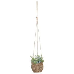 maxibazar Plante A Suspendre Naturel Zoe H.17Cm En Box- Compositions Florales