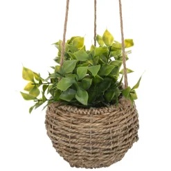 maxibazar Plante A Suspendre Naturel Zoe H.17Cm En Box- Compositions Florales