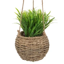 maxibazar Plante A Suspendre Naturel Zoe H.17Cm En Box- Compositions Florales
