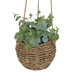 maxibazar Plante A Suspendre Naturel Zoe H.17Cm En Box- Compositions Florales