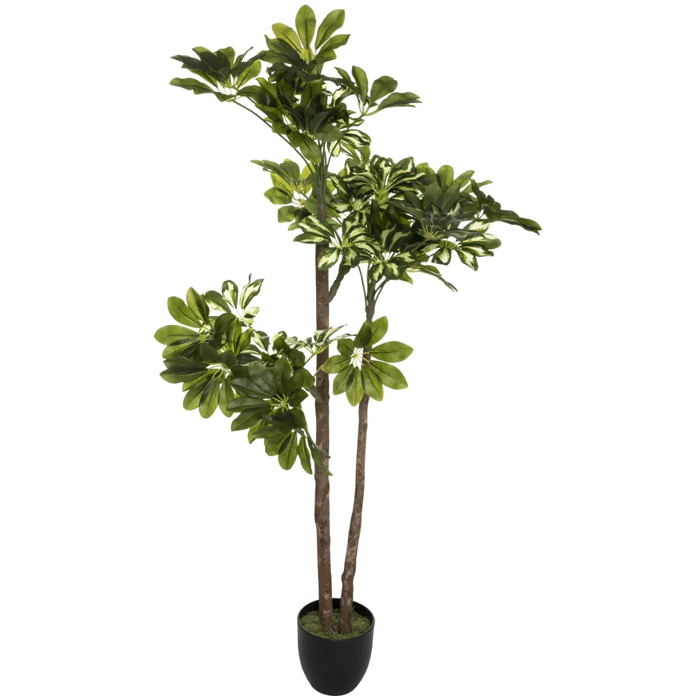 maxibazar Plante Schefflera H.130Cm- Arbres