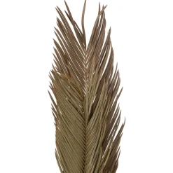 maxibazar Tiges Cycas Palm X3 Pieces Origines H.100Cm- Fleurs Et Plantes