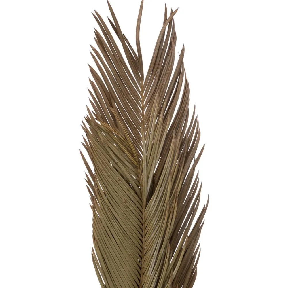 maxibazar Tiges Cycas Palm X3 Pieces Origines H.100Cm- Fleurs Et Plantes