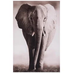 maxibazar Toile Imprimee Animaux D.75X115Cm- Toiles Et Tableaux