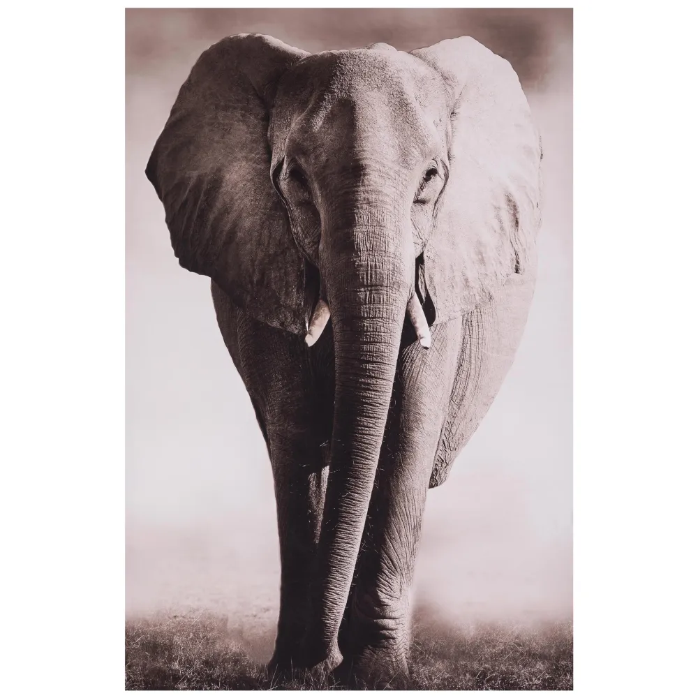 maxibazar Toile Imprimee Animaux D.75X115Cm- Toiles Et Tableaux